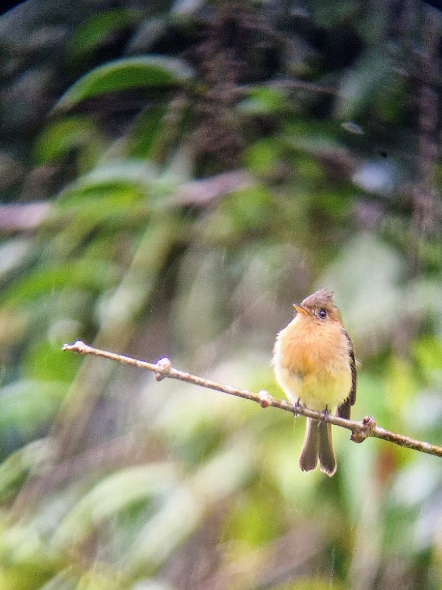 Tufted Flycatcher - ML644816846