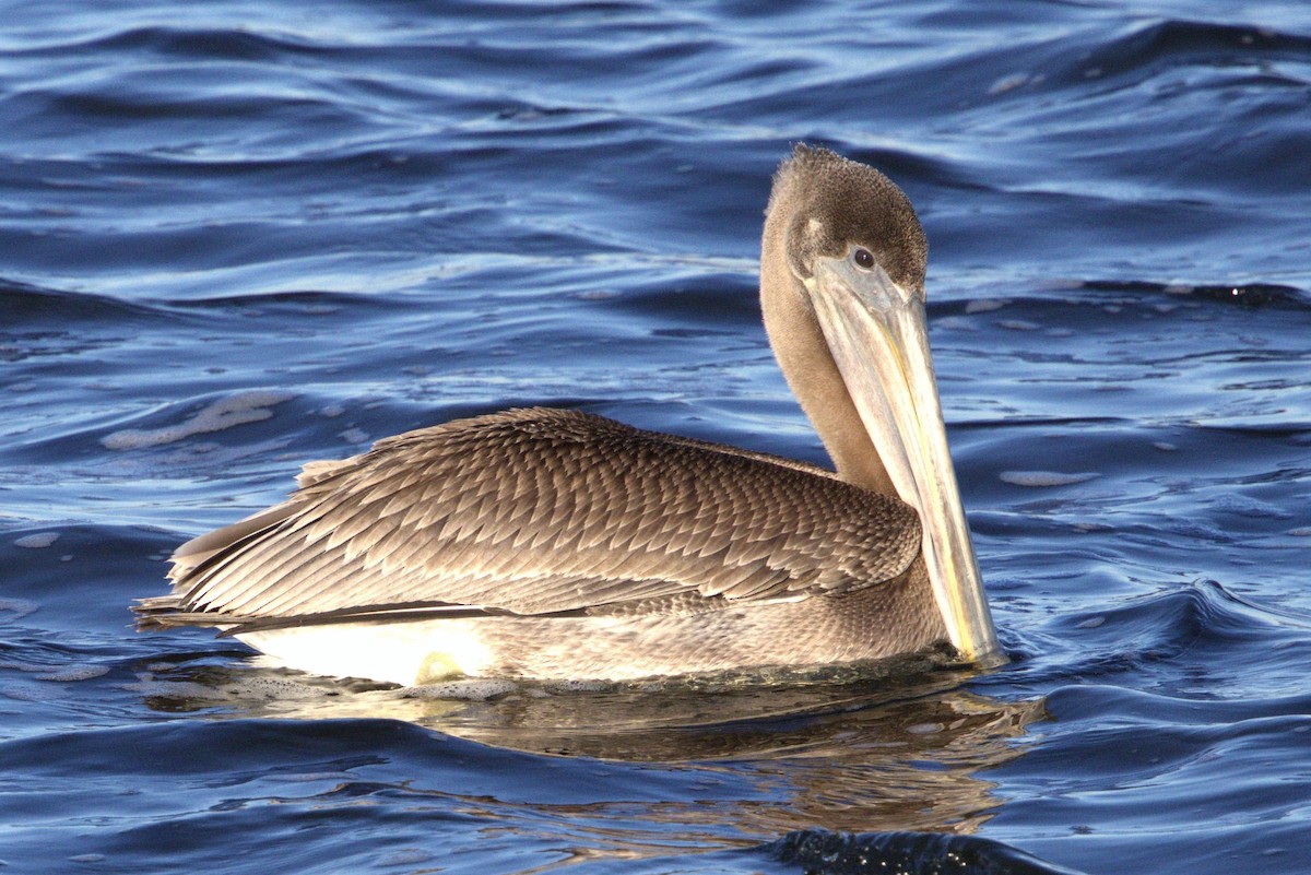 Brown Pelican - ML644816857