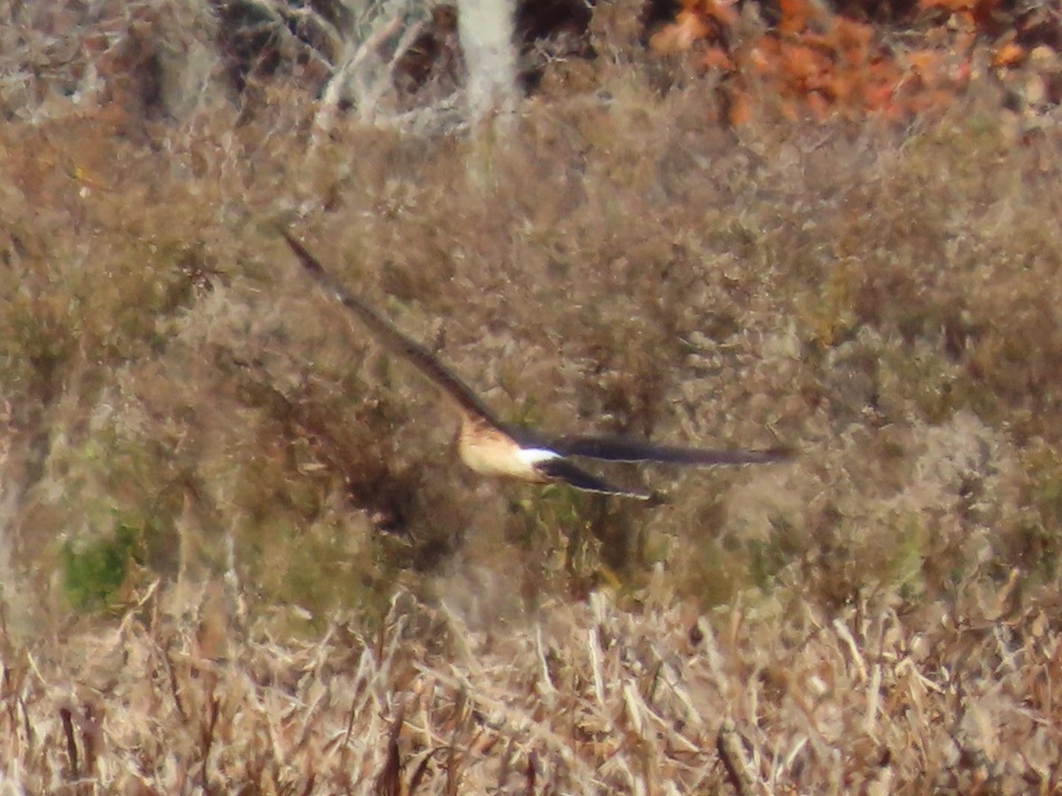 アメリカハイイロチュウヒ - ML644816861