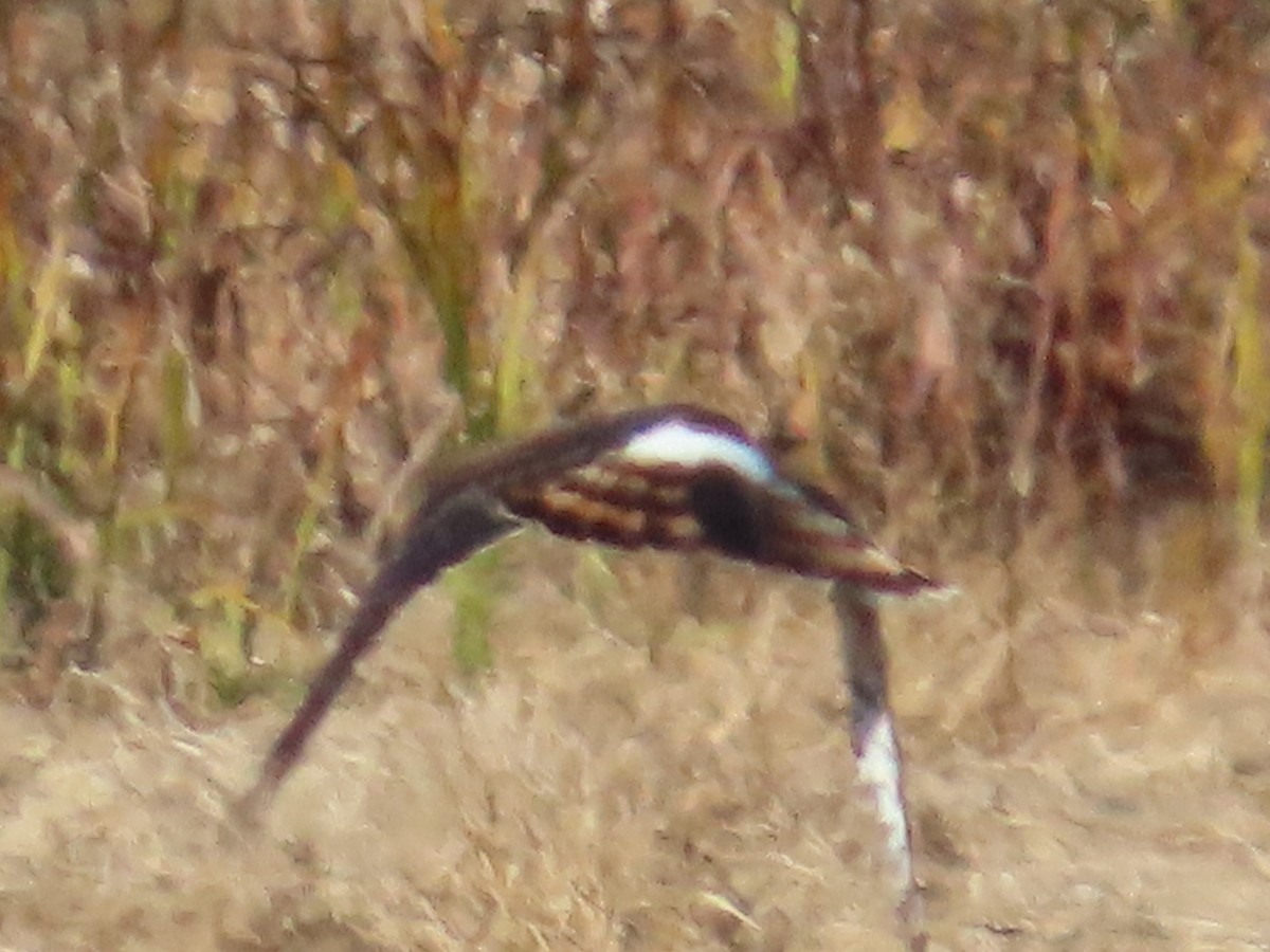 アメリカハイイロチュウヒ - ML644816862