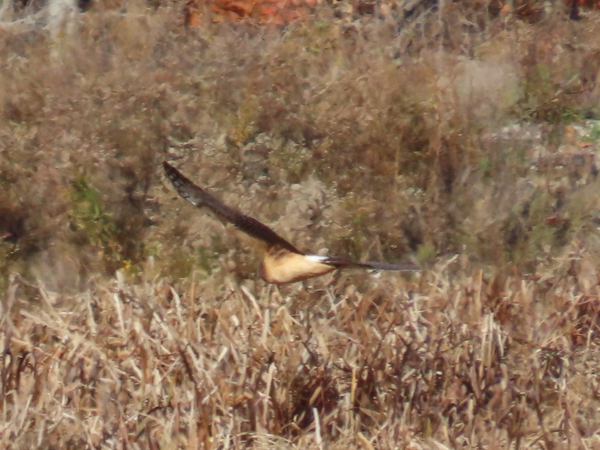 アメリカハイイロチュウヒ - ML644816863