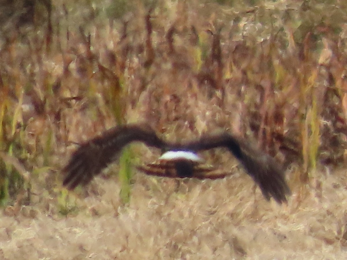 アメリカハイイロチュウヒ - ML644816864