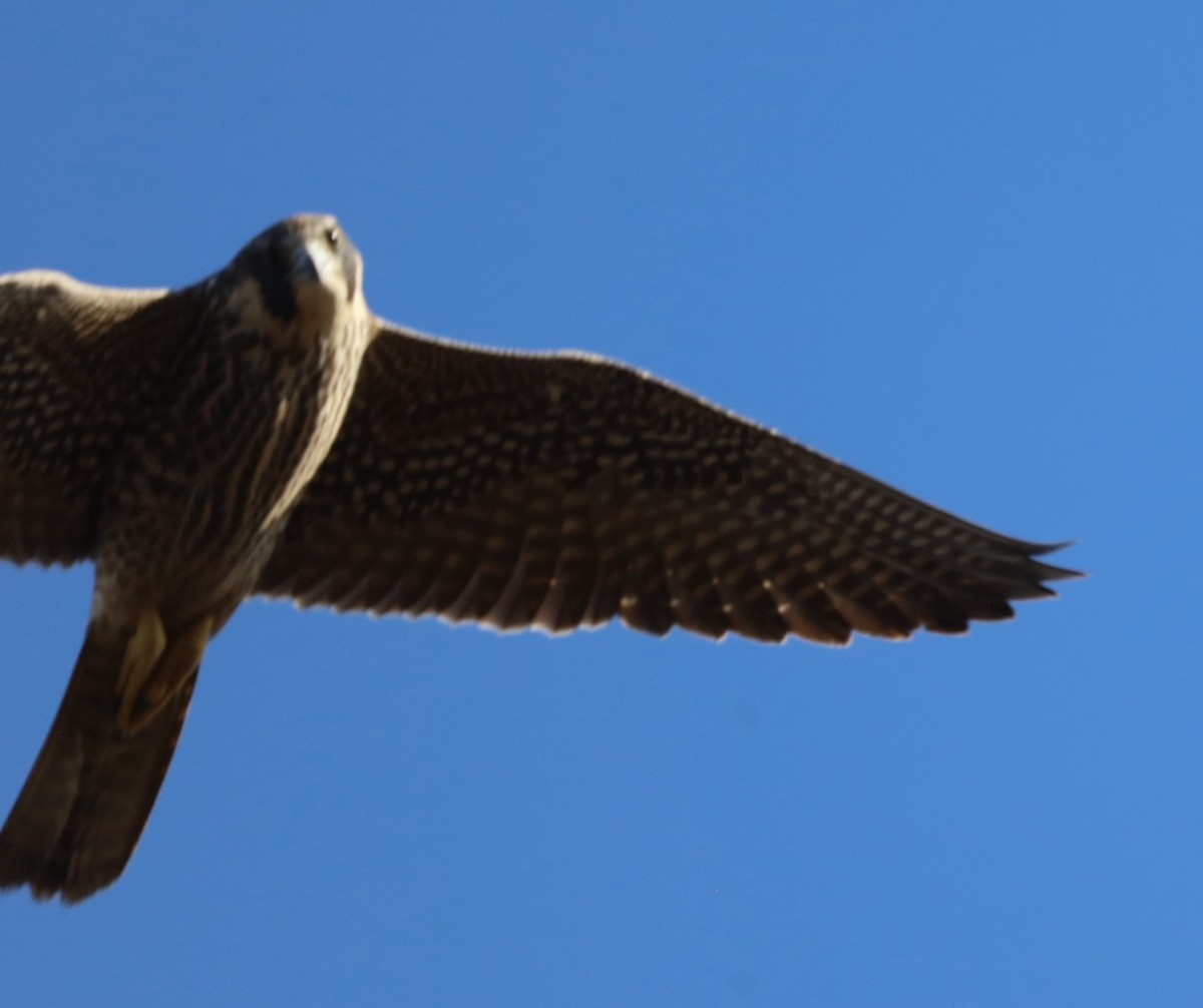 Peregrine Falcon - ML644816866