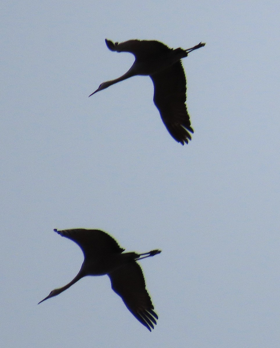 Sandhill Crane - ML644816869