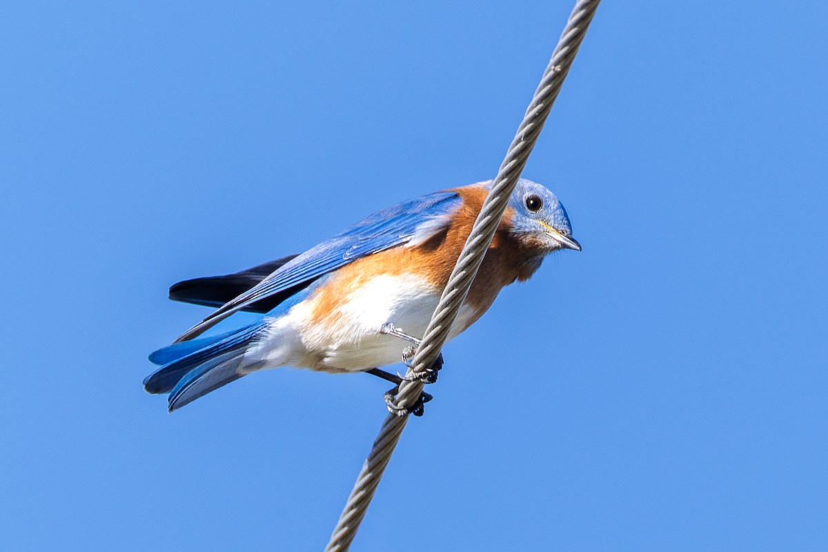 Doğulu Mavi Ardıç - ML644816880