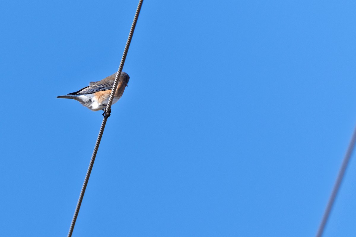 Doğulu Mavi Ardıç - ML644816881