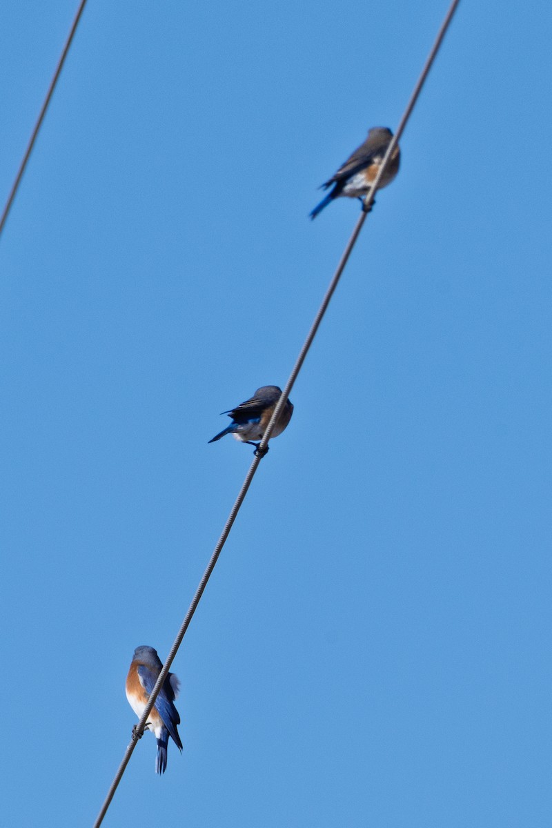 Doğulu Mavi Ardıç - ML644816882