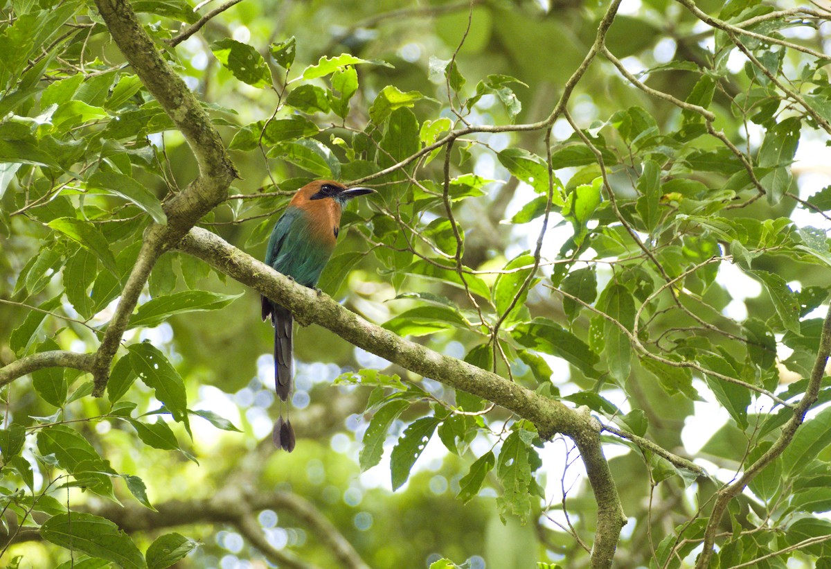 Broad-billed Motmot - ML644816889