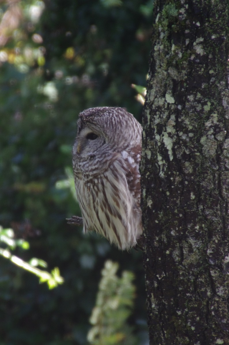 Barred Owl - ML644816891