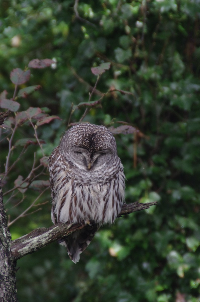Barred Owl - ML644816892