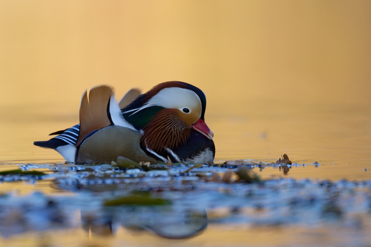 Mandarin Duck - ML644816895