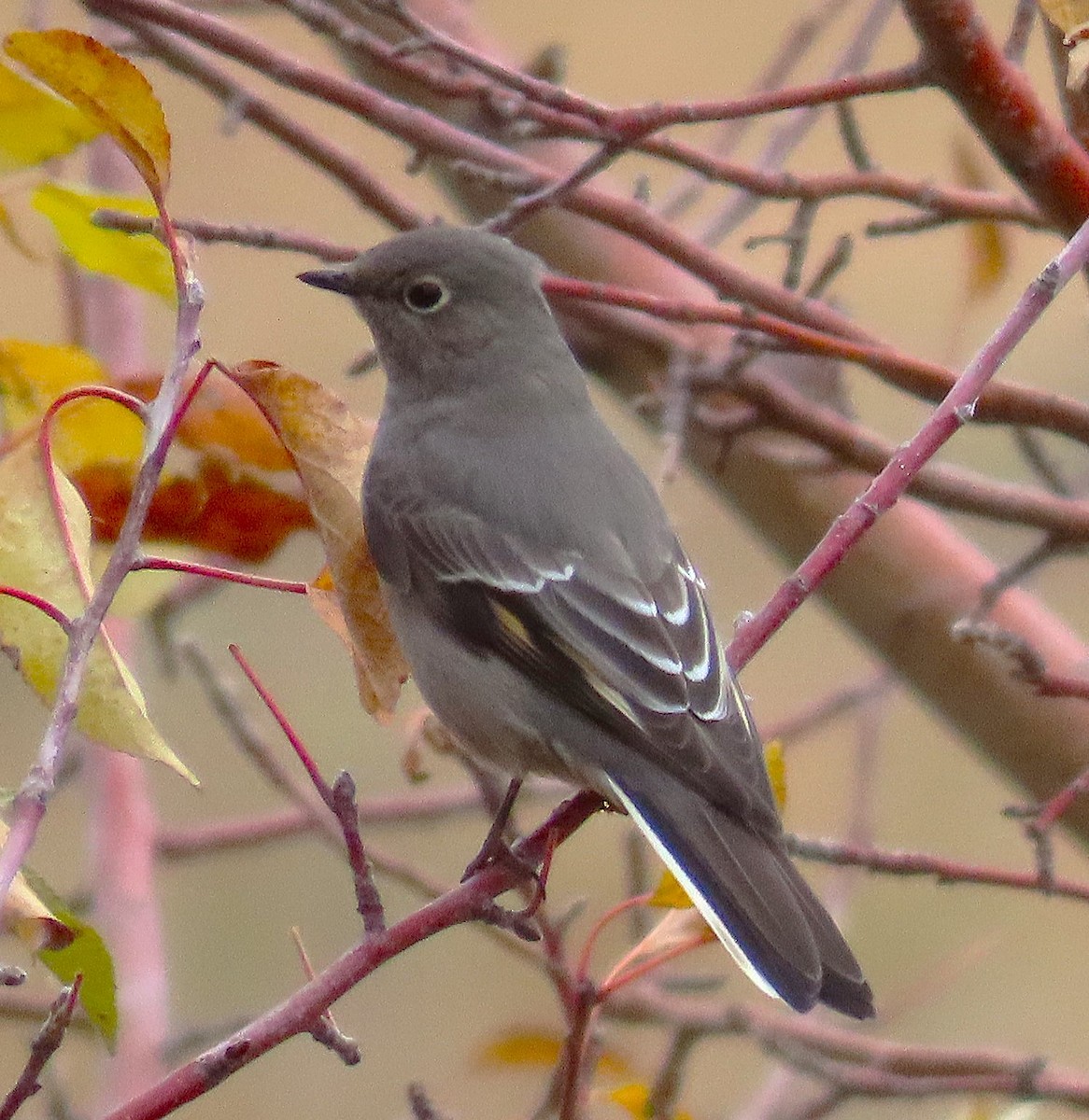 Townsend's Solitaire - ML644816896