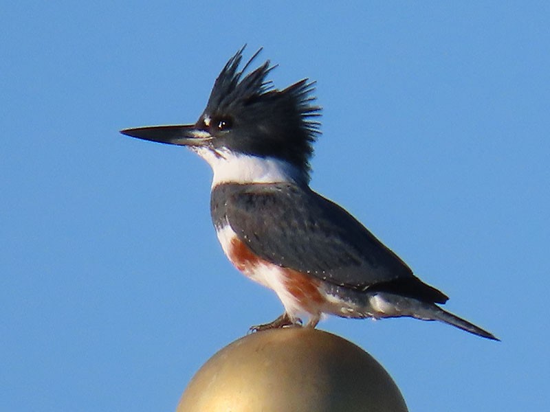 Belted Kingfisher - ML644816900