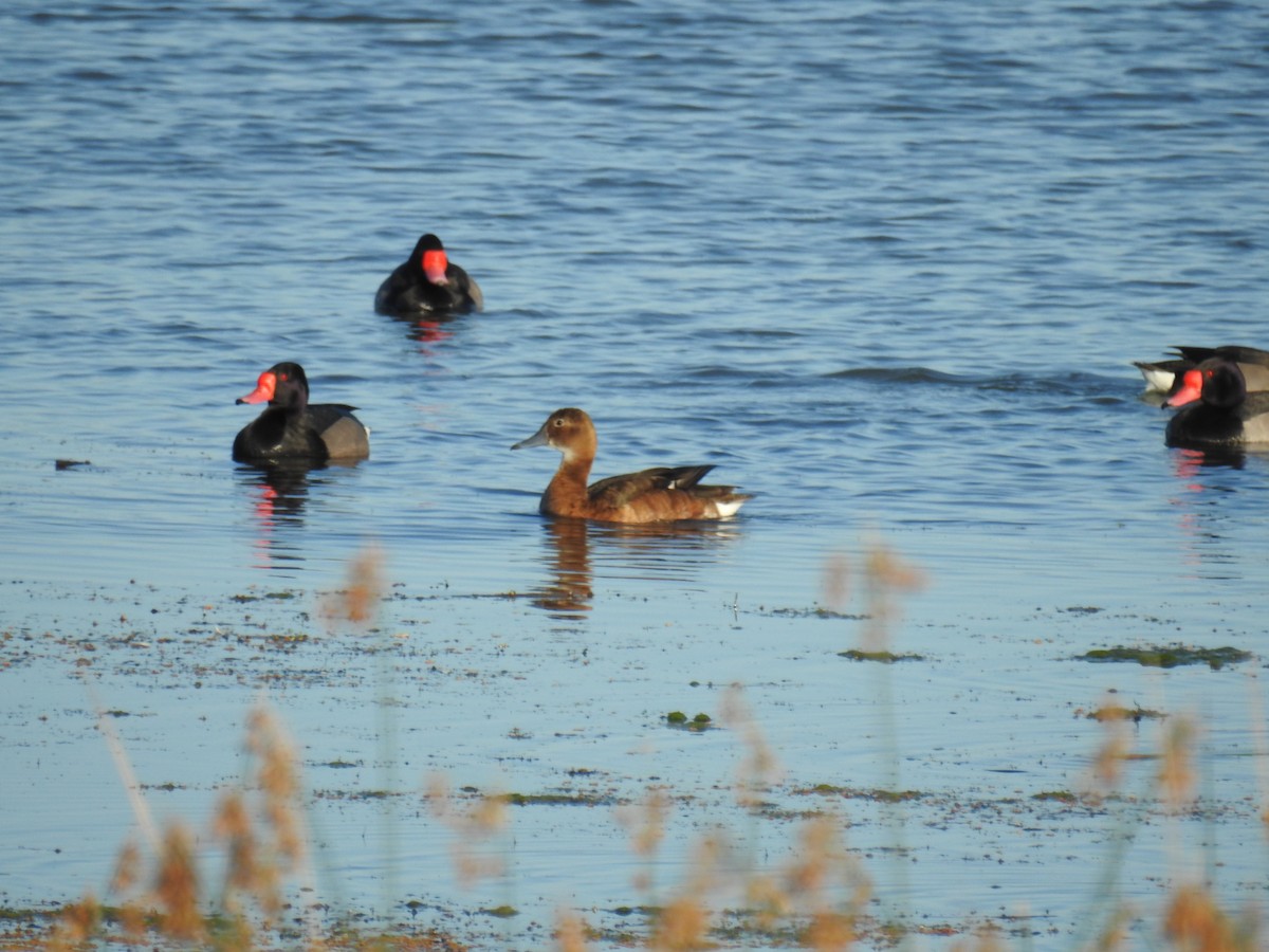 Rosy-billed Pochard - ML644816901