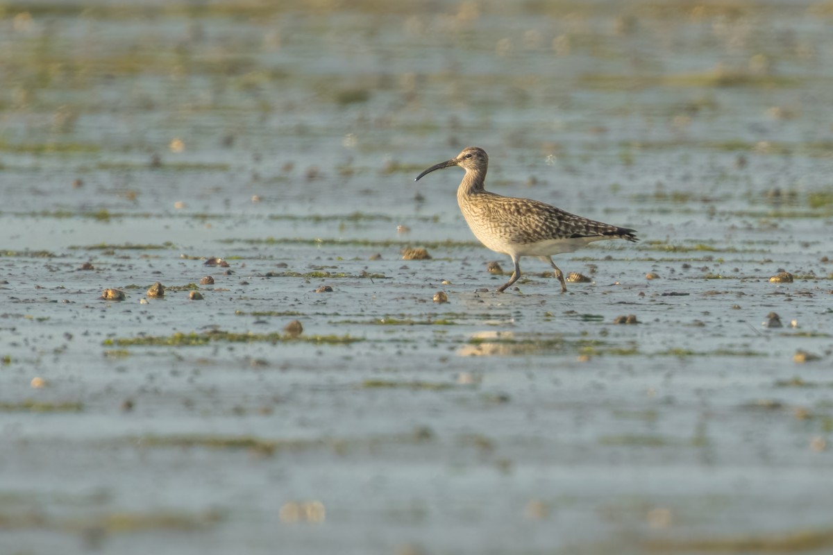 Eurasian Whimbrel - ML644816902
