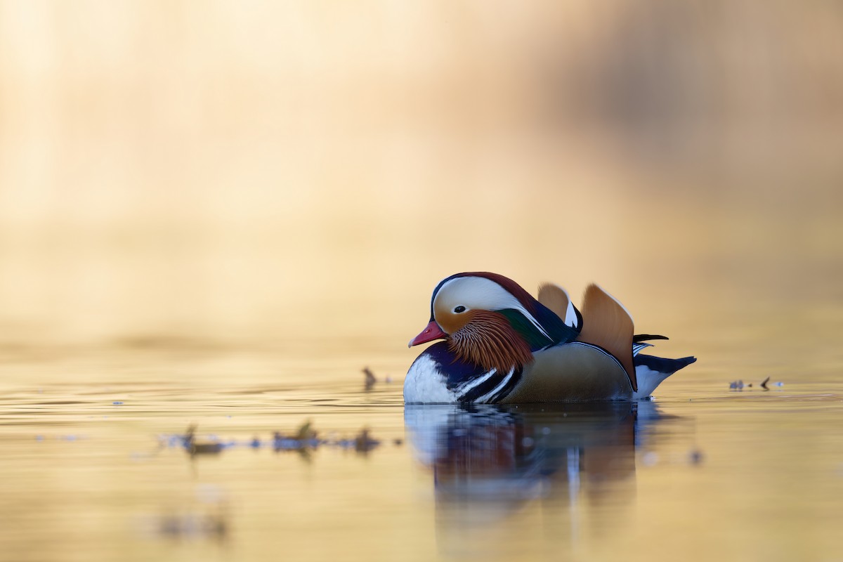 Mandarin Duck - ML644816904