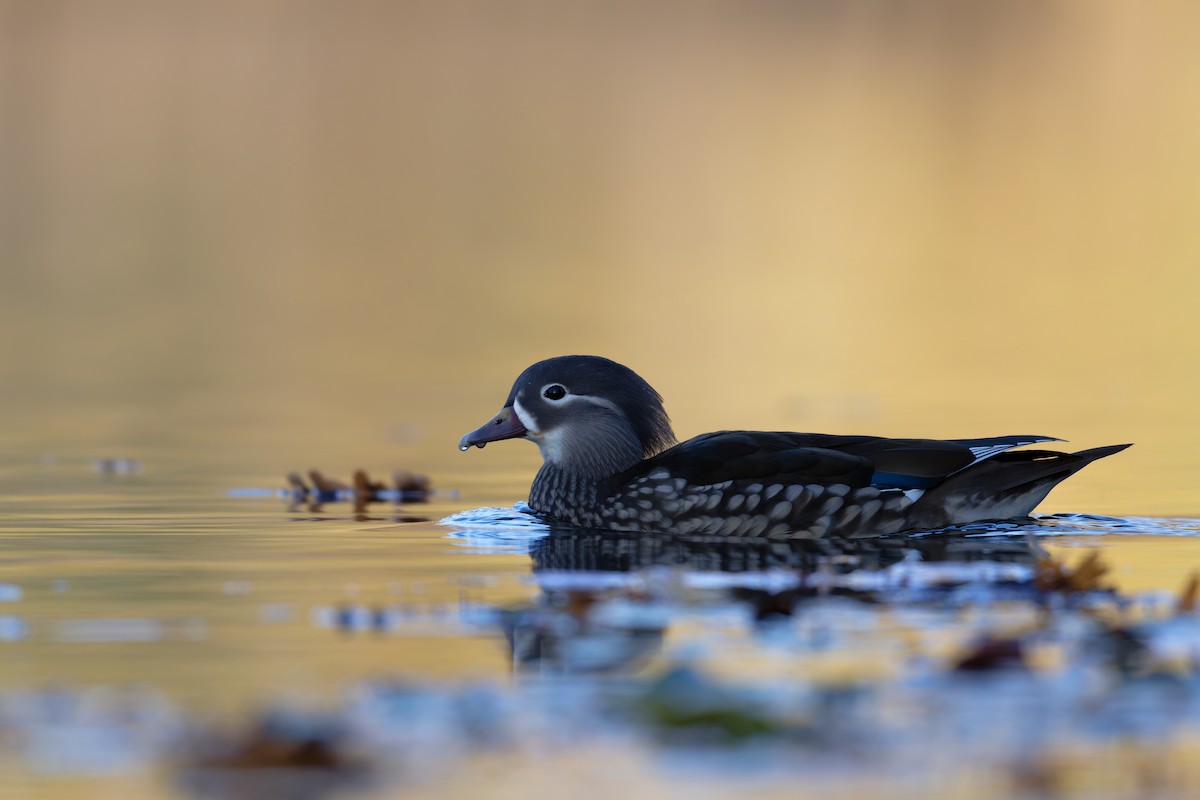 Mandarin Duck - ML644816905