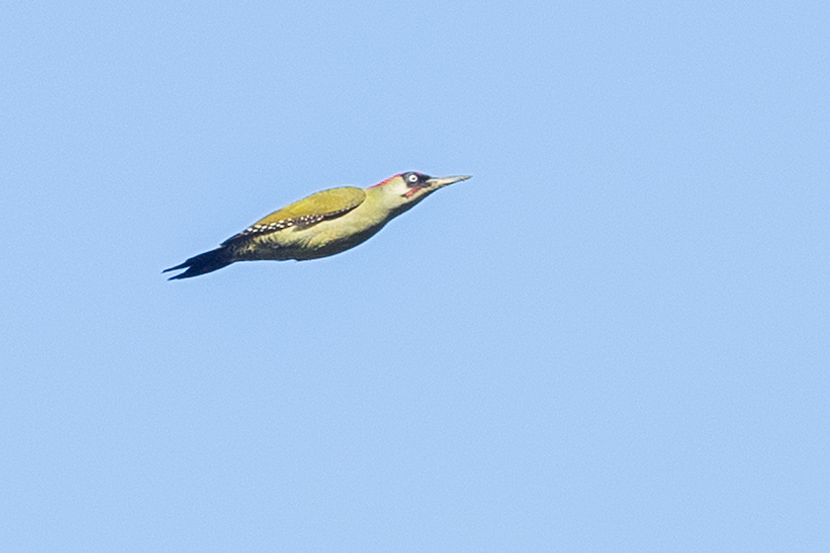 Eurasian Green Woodpecker - ML644816907