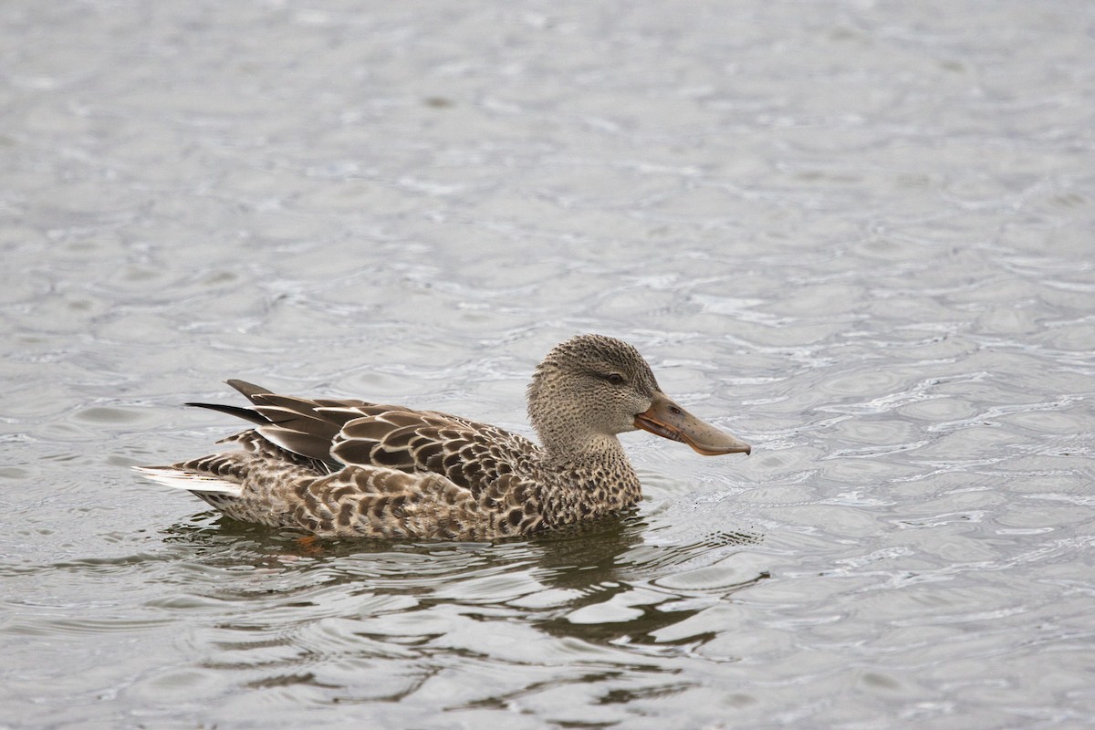 Northern Shoveler - ML644816913