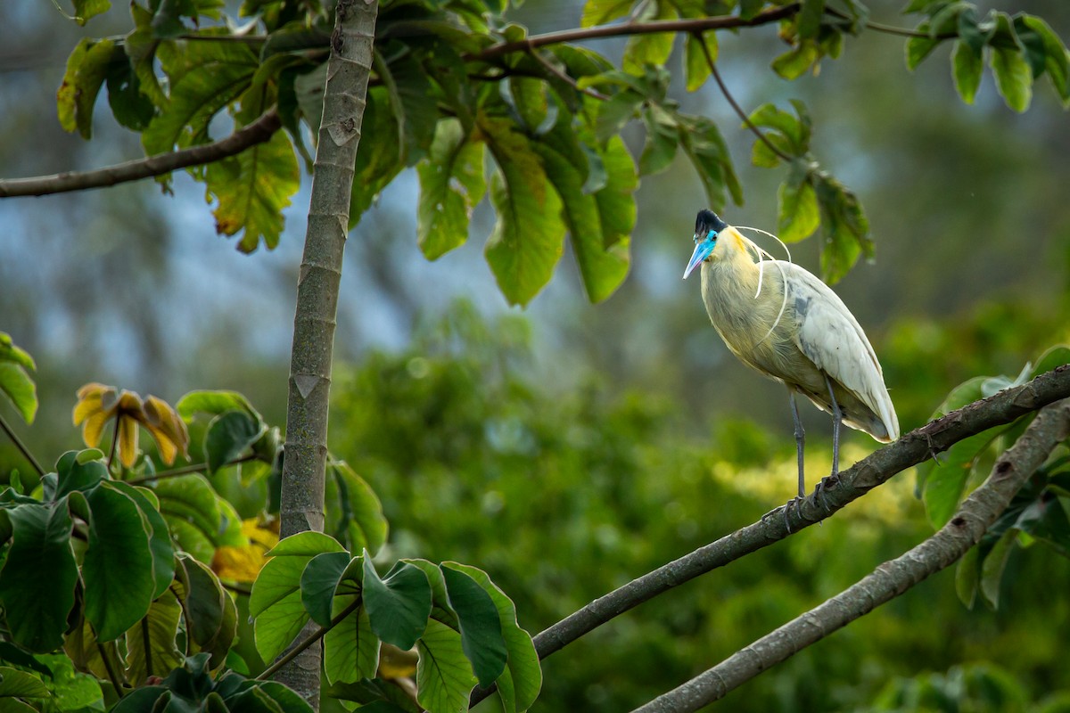 Capped Heron - ML644816914