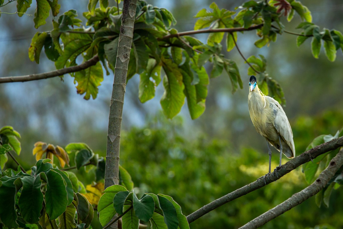 Capped Heron - ML644816915