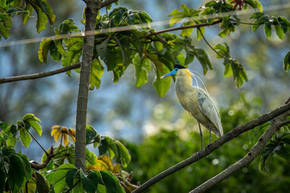 Capped Heron - ML644816918