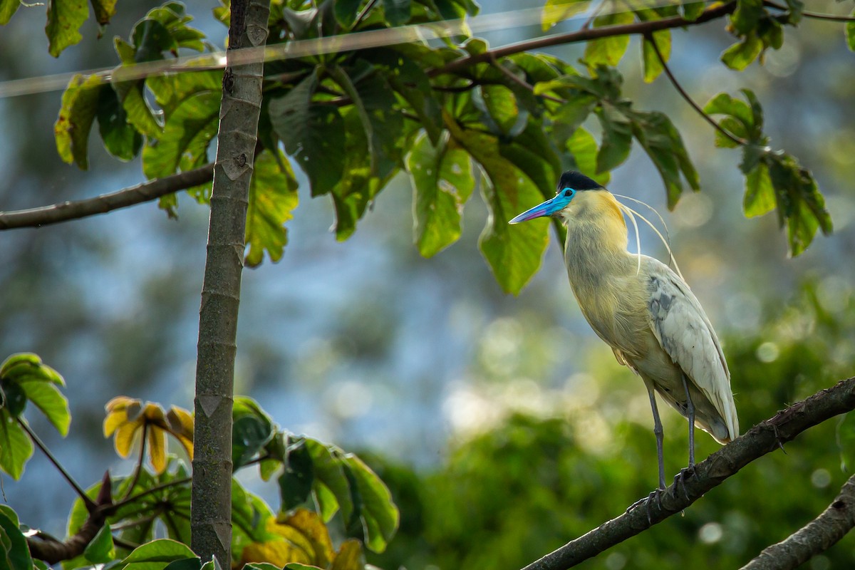 Capped Heron - ML644816919