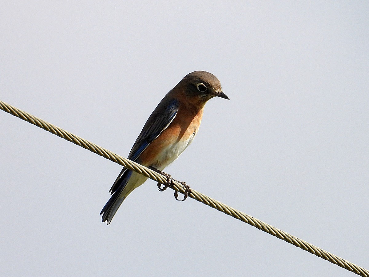 Eastern Bluebird - ML644816920