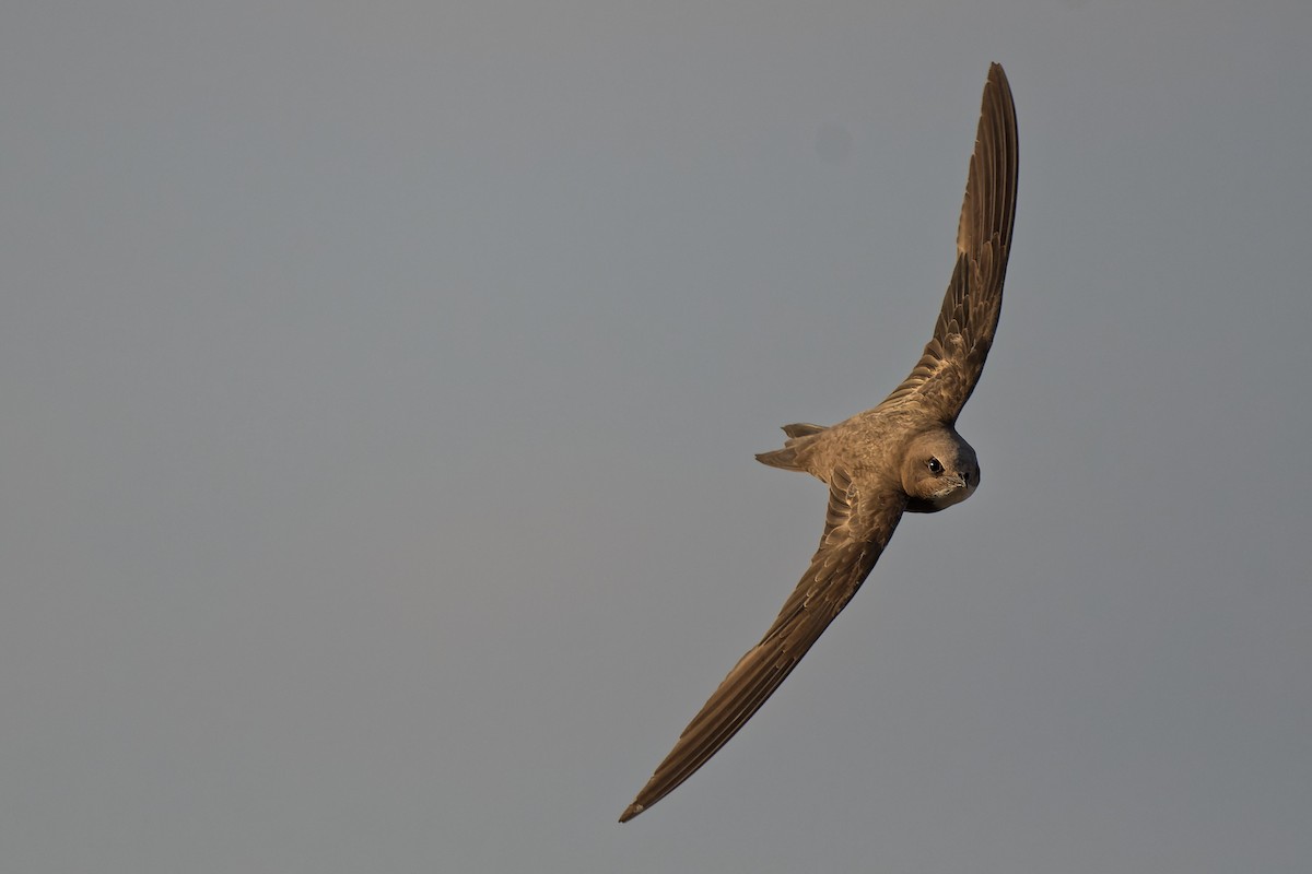 Alpine Swift - ML644816921