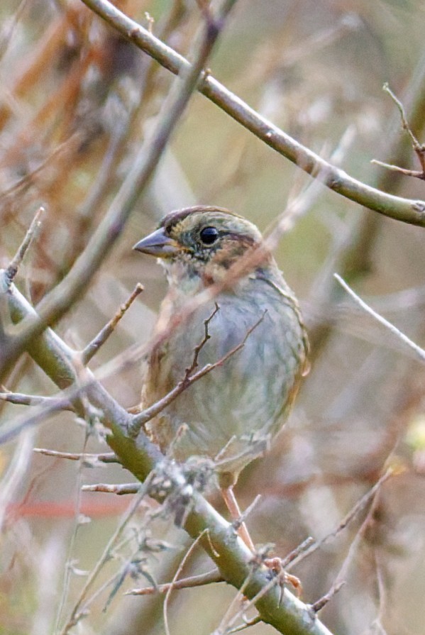 Swamp Sparrow - ML644816922