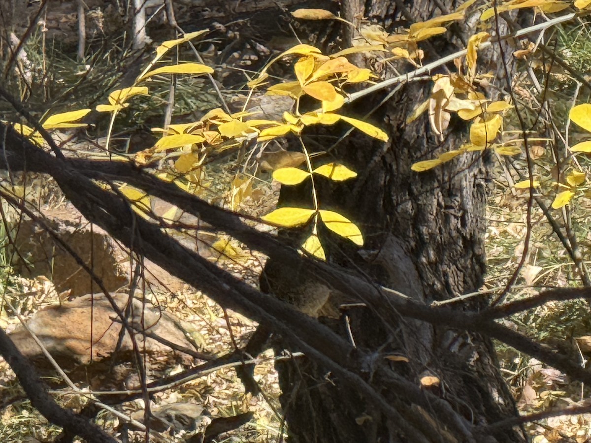 Hermit Thrush - ML644816924