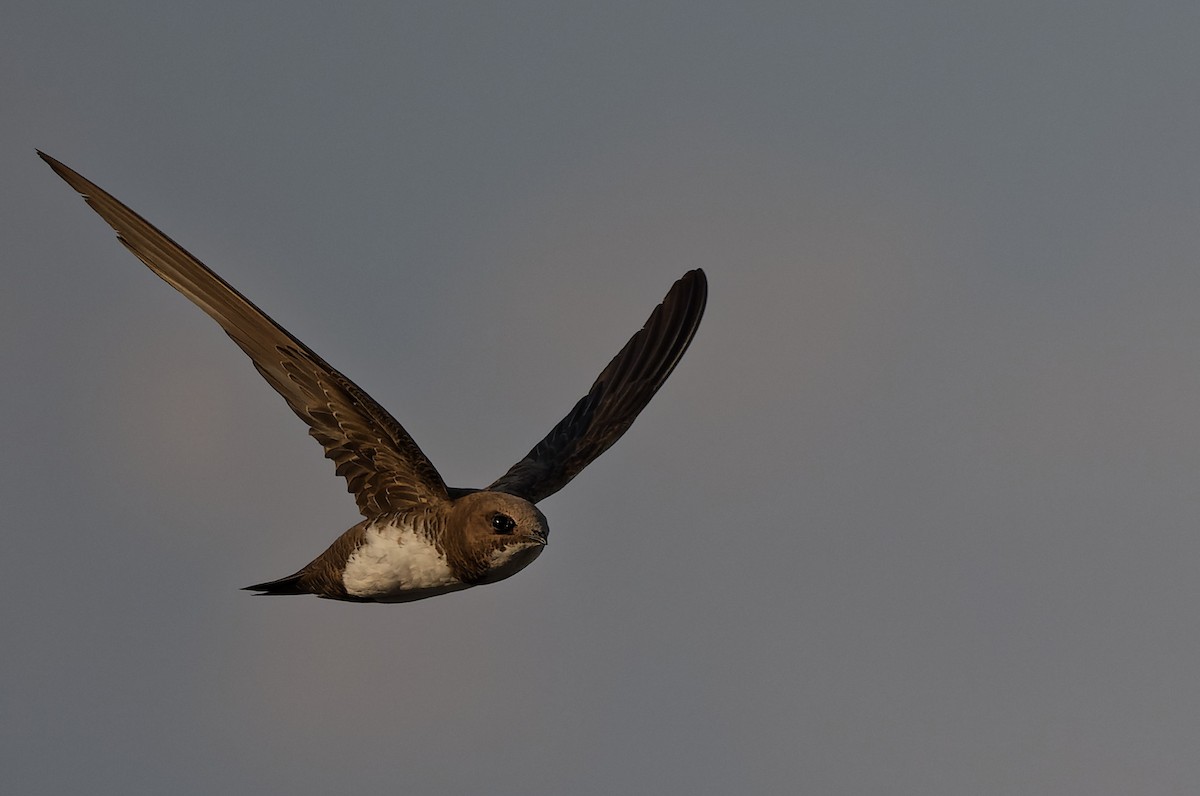 Alpine Swift - ML644816925