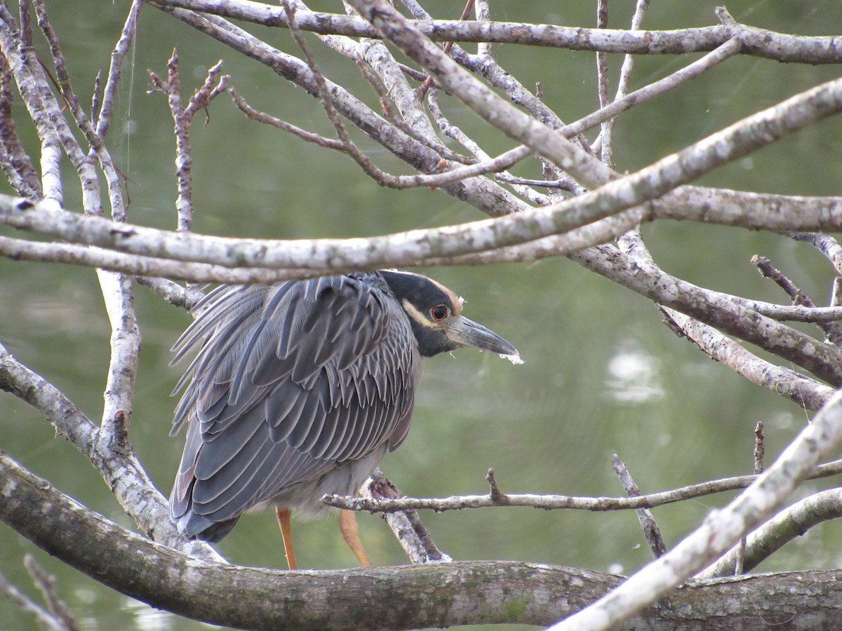 Black-crowned Night Heron - ML644816926