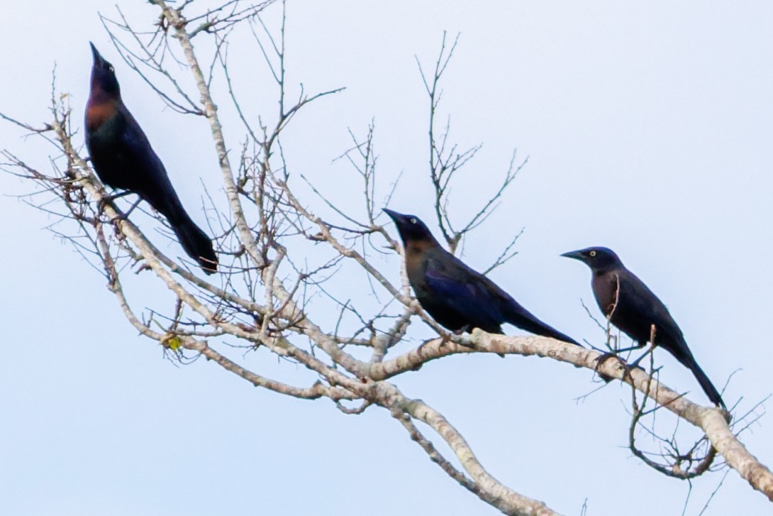 Common Grackle - ML644816927