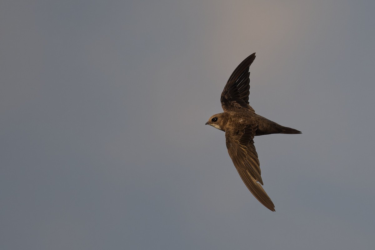 Alpine Swift - ML644816928