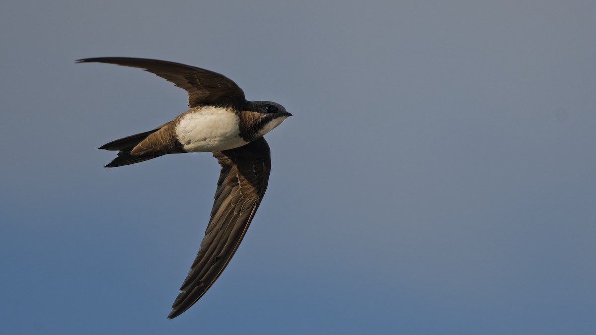 Alpine Swift - ML644816930