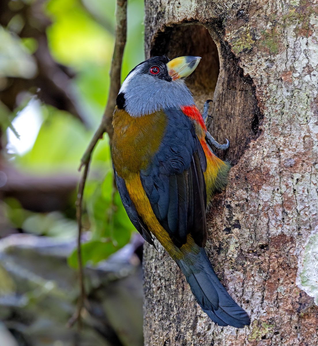 Toucan Barbet - ML644816931