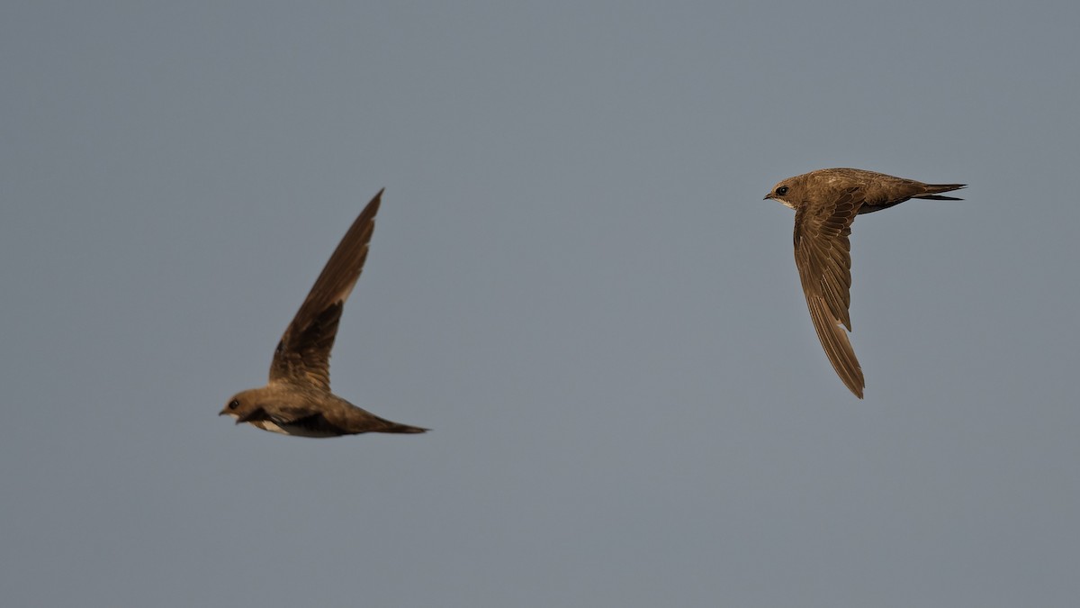 Alpensegler - ML644816932