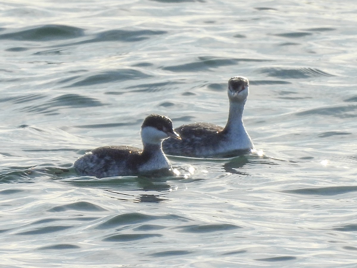 Txilinporta urrebelarria - ML644816934