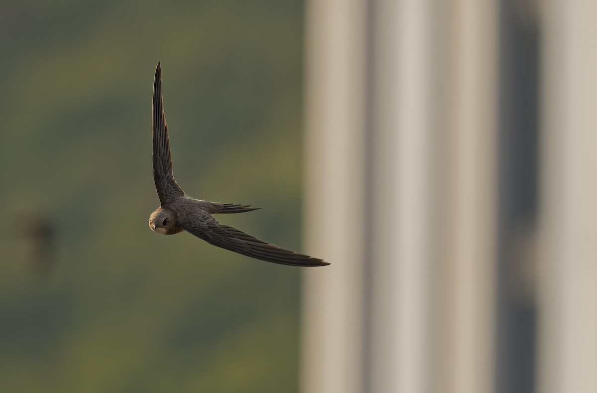 Alpensegler - ML644816938