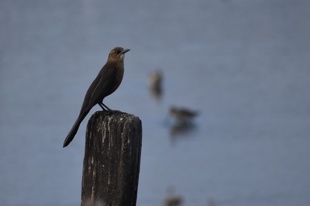 Great-tailed Grackle - ML644816939