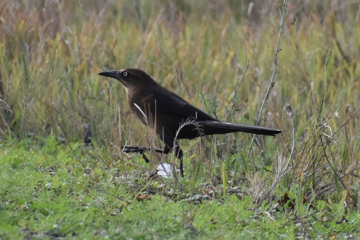 Great-tailed Grackle - ML644816940