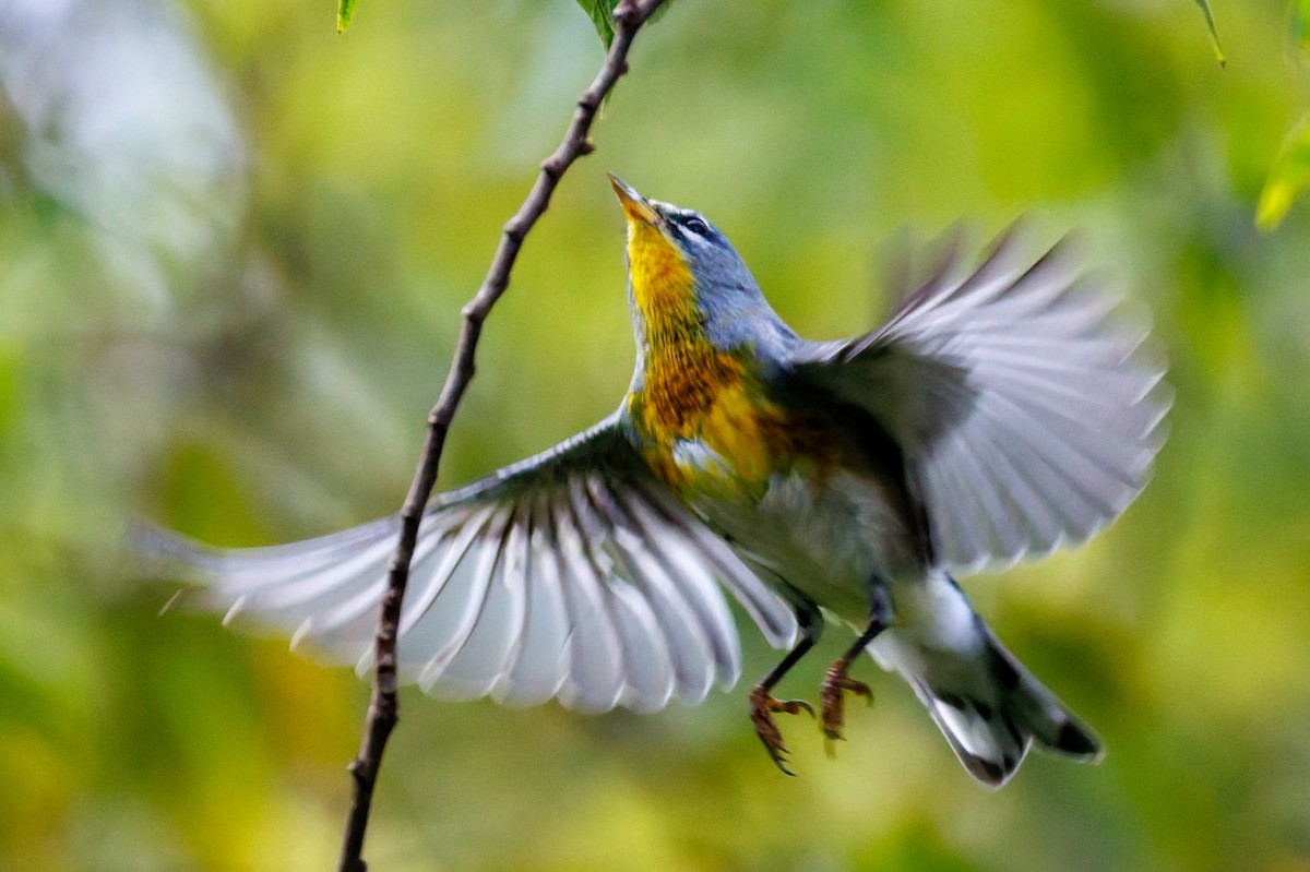 Northern Parula - ML644816942