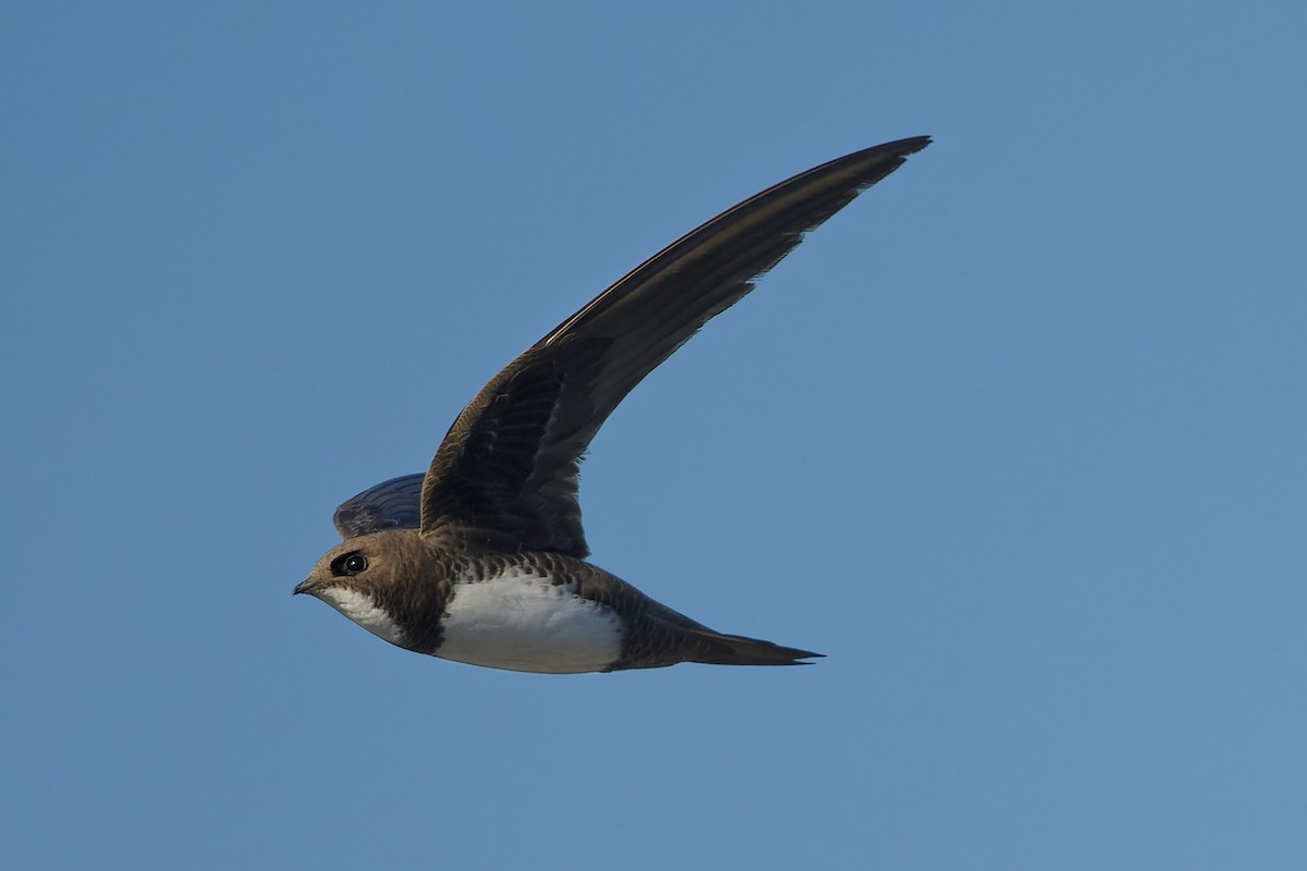 Alpensegler - ML644816943