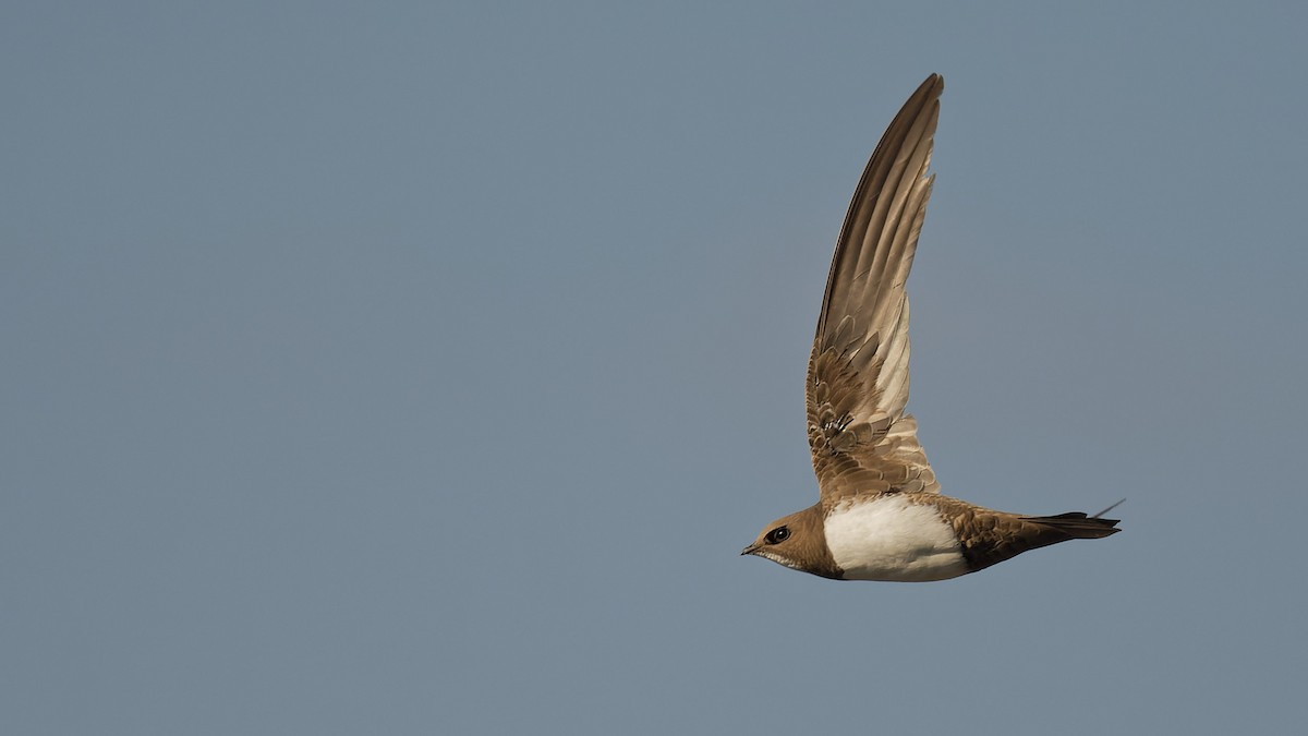 Alpensegler - ML644816946