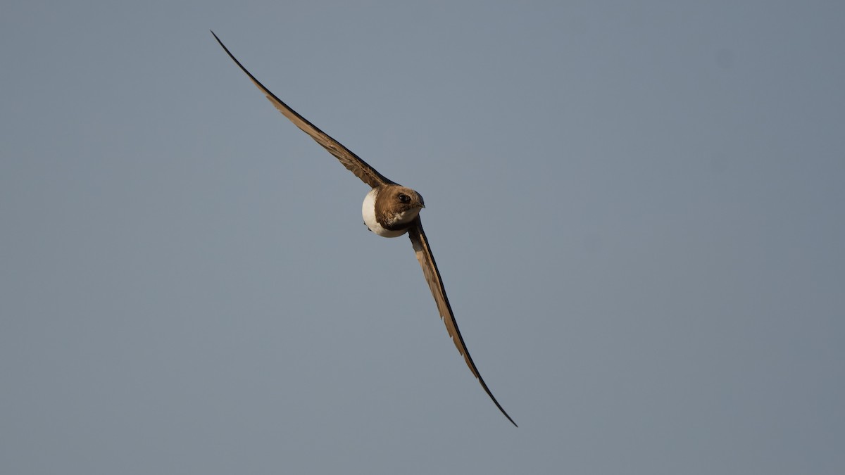 Alpensegler - ML644816950