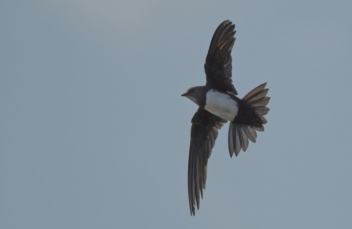 Alpensegler - ML644816956