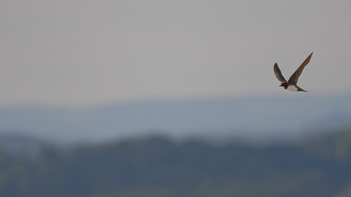 Alpensegler - ML644816962