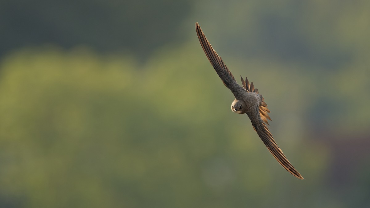 Alpensegler - ML644816965