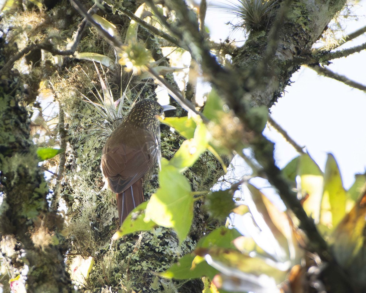 Spot-crowned Woodcreeper - ML644816967
